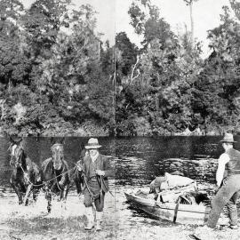  A mailman walks the horses across Okuru River,while the mail bags, saddles are transported across by dinghy. 1931.