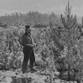 Trees make sturdy growth on dredge tailings.1937.