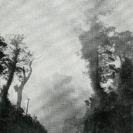 A foggy morning in Westland.1935.