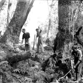 Clearing bush and scrub in preparation for construction of the highway between Hollyford and Okuru.1940.