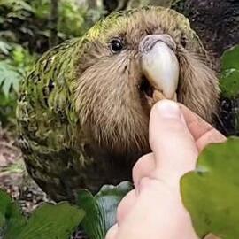 When I started work in Fiordland, 1969, Kakapo were thought extinct - they are on their way back, now 237 birds!