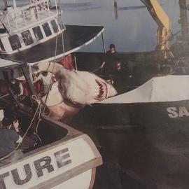 Shark landed by fishing boat the Venture