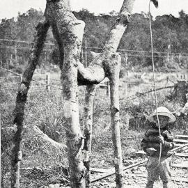  Photograph of a strangely-shaped vine found in the bush by Mr. John Wick, of Aratika, Westland.1914.