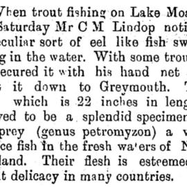 Lamprey Lake Brunner