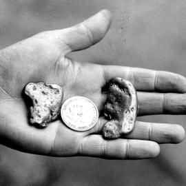 Two nuggets of gold and a George V half-crown displayed on the open palm of a gold miner at Murchison.1932.