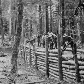 Building a dam in the bush in the Golden Hope area .Murchison.1937.