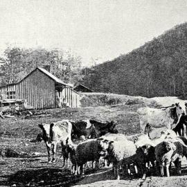  The Backblocks Of The West Coast  - a farm  near Reefton.1912.