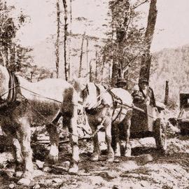 Two horses which did great work during the repairs of the roads near Murchison after earthquake.1929.