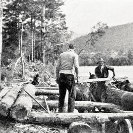 Mr. M. Dwan, owner of a small sawmill at Owen Junction loading logs on the wagon for transport.