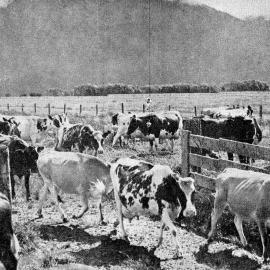 A dairy herd on a farm near Lake Brunner.1938.