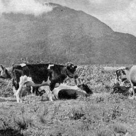 Dairy cows grazing on a farm near Inchbonnie.1938.