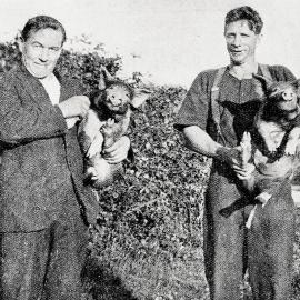  Two pigs which escaped and ran free before being recaptured at Ahaura.1929.