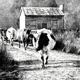The herd returning to the homestead at milking time, Seddonville.1921.