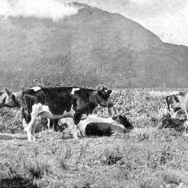 Dairy cows grazing on a farm near Inchbonnie, Westland.1938.