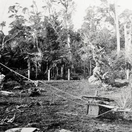 A horse harnessed to a grubber hauling out a large stump on a farm at Karamea.1918.