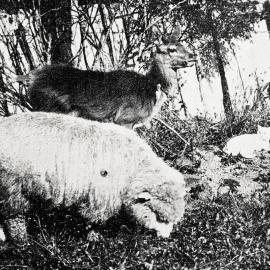 Unusual combination of pets - deer, lamb and cat  at 'Glenita,' Murchison.1925.