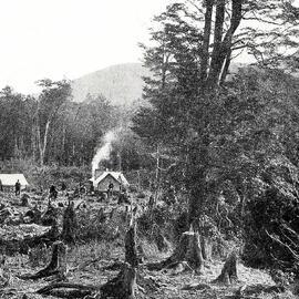 Making A Railway Through The Bush - A NAVVIES' CAMP ON THE NELSON-WESTPORT ROUTE,  WEST COAST.1912.