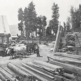 A SAWMILL AT MURCHISON,WEST COAST.1911.