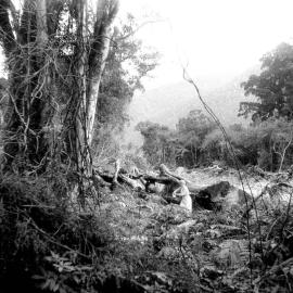Florence Farmer, standing by a large felled tree trunk among forestry slash and bush on the West Coast.ca.1960.