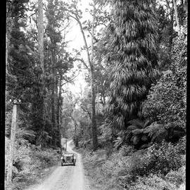 Car driving Hokitika to Franz Josef, 1929