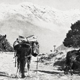 Journeying down the Haast River with a pack train during a trip to the West Coast.