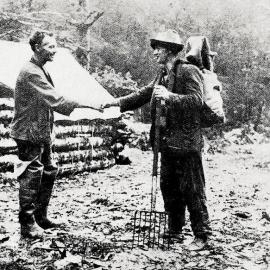 A new arrival being welcomed at Burn Creek Goldminers camp about 40 miles from Murchison.1933.
