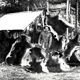 A prospector outside his log cabin with his  red deer skins drying, at the Golden Hope settlement,  Murchison district.1933.