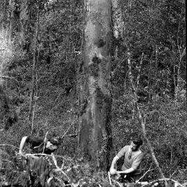 Men using a crosscut saw to fell a tree near Ross.1947.