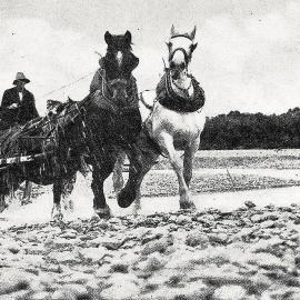 Two men driving the horse cart with a load crossing a river in South Westland.1933.