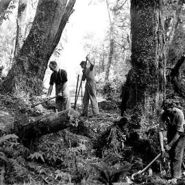 Men clearing bush and scrub in preparation for construction of the road between Hollyford and Okuru.1940.
