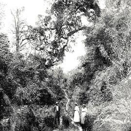 Bush track near Hokitika.1918.