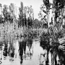 A Kahikatea (white pine) swamp, Mahinapua, West Coast.1905.