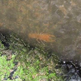 Rewanui mine crawlie *PHOTO ALBUM*