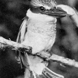 A kingfisher from South Westland.1936.