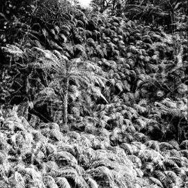 South Westland bush, 1947.