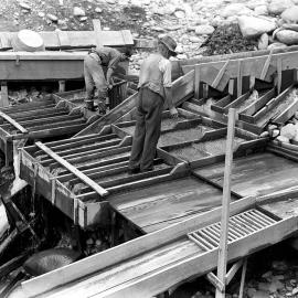 Two men inspecting a bank of sluice boxes during gold mining operations in Westland.1935.