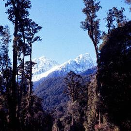 West Coast, near Haast, 1971.