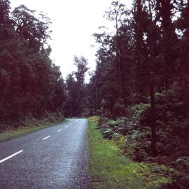 Country road through the Westland bush, 1966.
