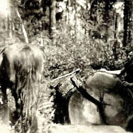 Bill O’Malley aka “Possum Bill” (late of Ikamatua).ca.1950.
