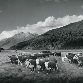 ALBUM - Arawhata Valley, South Westland,  Bill Nolan.1950.