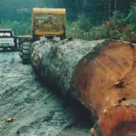Logging in the Wainihinihi area, water race on the left.