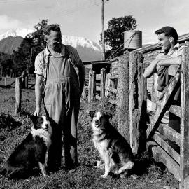 Farmers with their sheep dogs on an unidentified station in the Koiterangi Valley , near Hokitika .1947.