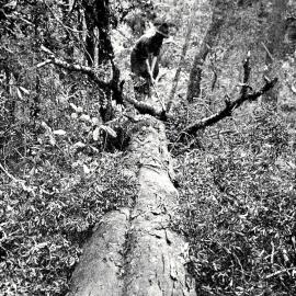 At Work In A Westland Forest .1926.