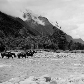 A man fording the Hollyford River with packhorses transporting supplies for the construction of the highway between Hollyford and Okuru, South Westland.1940.