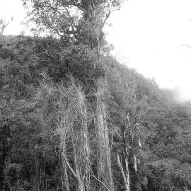 A large kahikatea, on the edge of bush on the West Coast, with a person off to the right amongst the forestry slash.
