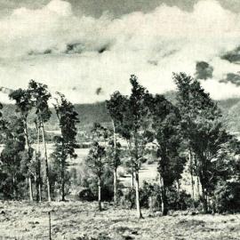 View of wooded countryside near Te Kinga.1938.