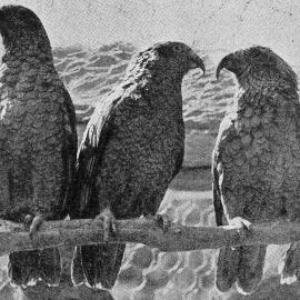 Keas in captivity at Haast Pass.1940.
