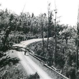 South Westland bush road.