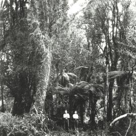 Forestry workers ,South Westland.