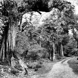 West Coast Road - on the Christchurch road 38 mile post.ca.1880.